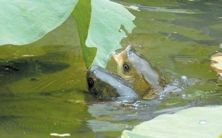 溶解氧含量對水生物的影響