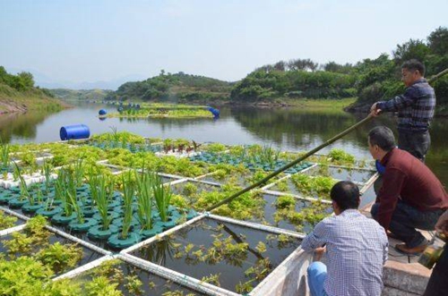 生態浮島